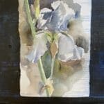 White iris watercolor